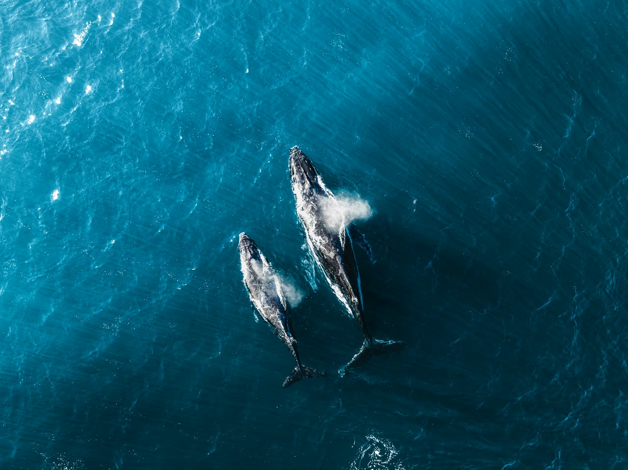 Whales moving through bright blue water
